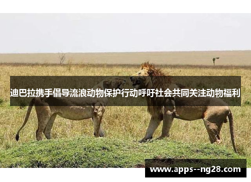 迪巴拉携手倡导流浪动物保护行动呼吁社会共同关注动物福利